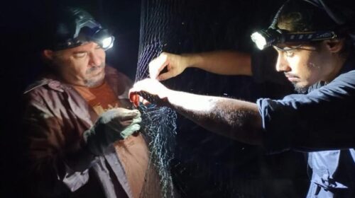Investigadores del IPN reanudan estudios de murciélagos en Cozumel