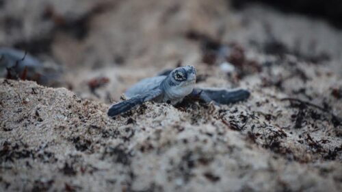 Autoridades de Puerto Morelos ultiman detalles para proteger a las tortugas marinas